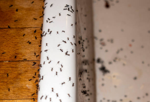 Best Commercial Pest Control Services  in Yutan, NE